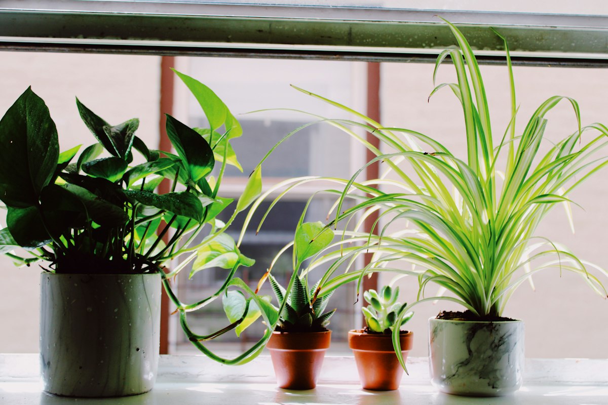 Indoor plant care setup