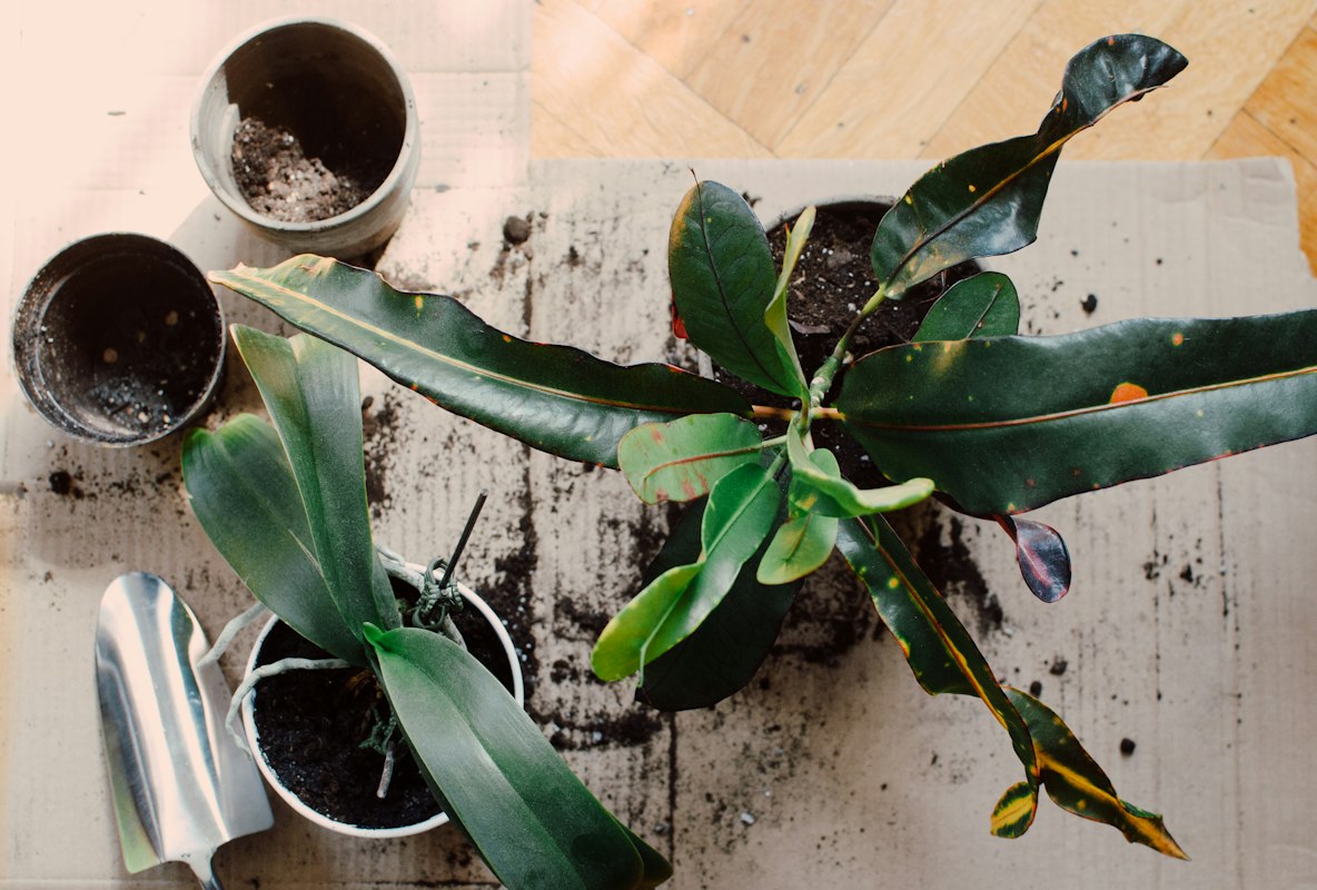 Before and after plant recovery