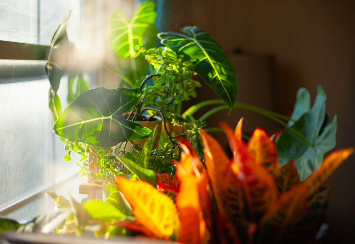 Propagated plant cuttings
