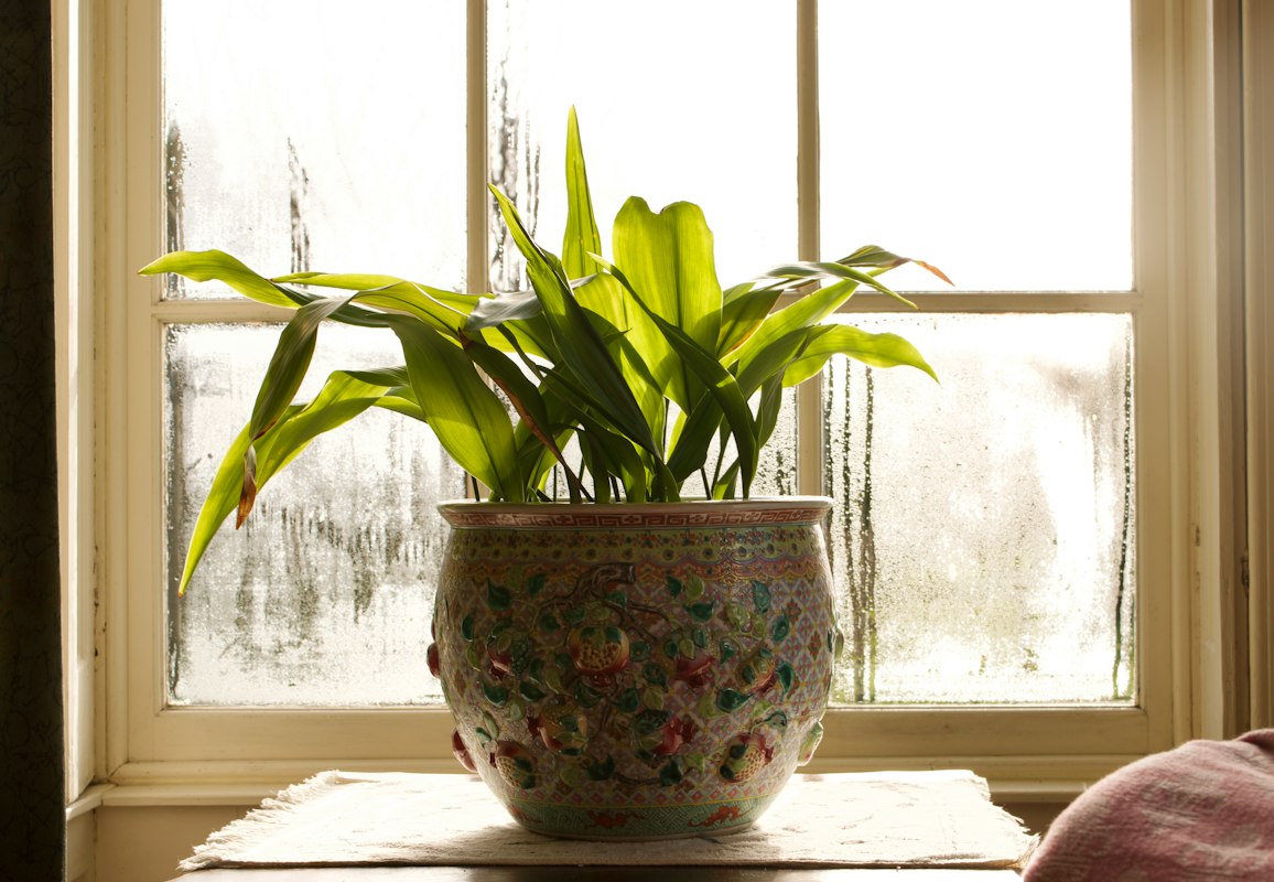 Indoor garden display